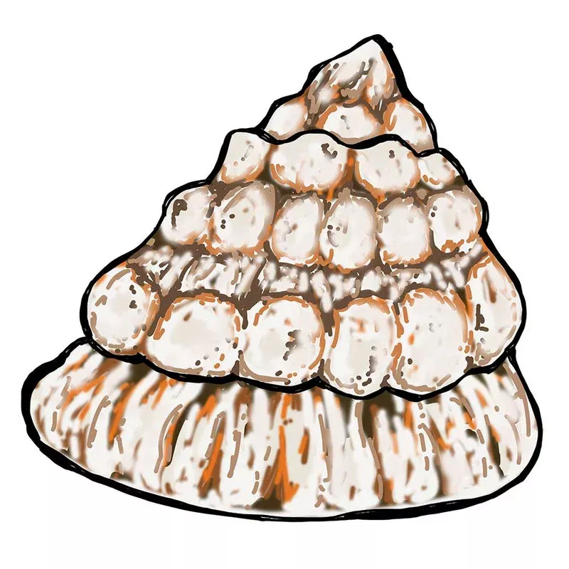 (10) Pack Astrea Snails (Astraea tecta) – Cleanup Crew