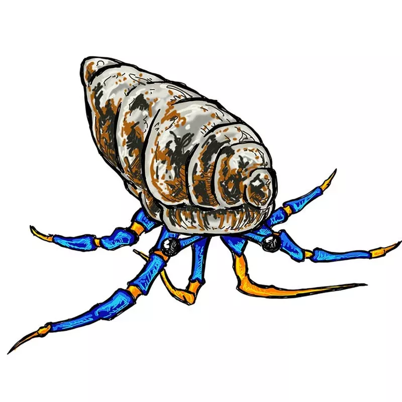 (10) Pack Blue Legged Hermit Crabs (Clibanarius sp) – Cleanup Crew