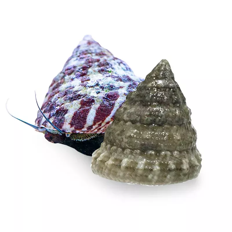 (10) Pack Trochus Snails (Trochus spp.) Banded or White – Cleanup Crew