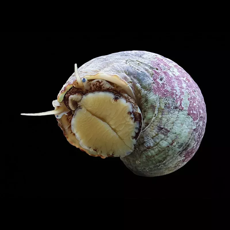 (10) Pack Tropical Turbo Snail (Turbo bruneus) – Cleanup Crew