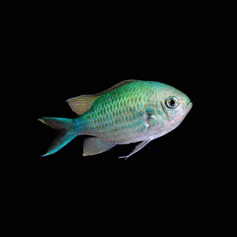 (24 Pack) Green Chromis (Chromis Viridis) – SAQ Chicago Fish