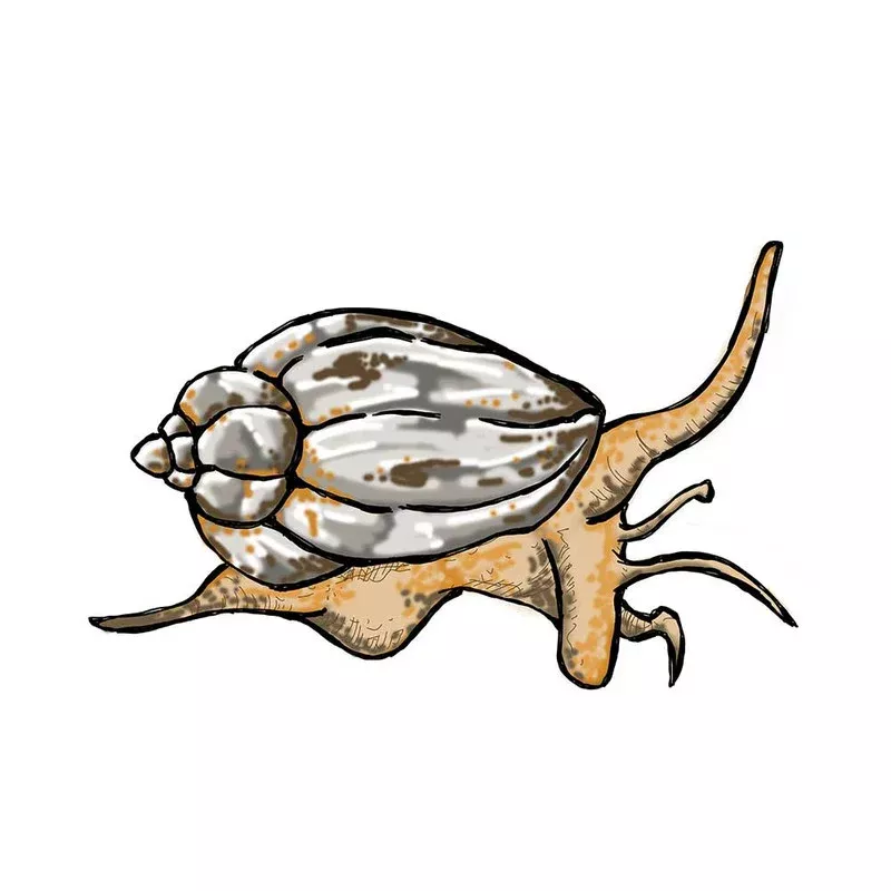 (25) Pack LARGE Nassaurius Snail (Nassarius vibex) – Cleanup Crew