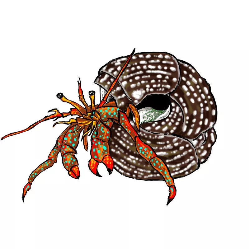 (25) Pack Red Legged Hermit Crabs (Clibanarius sp) – Cleanup Crew