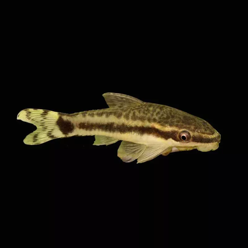 (3 PACK) Algae Eating Otocinclus Catfish(Freshwater) Fish – SAQ Chicago Fish