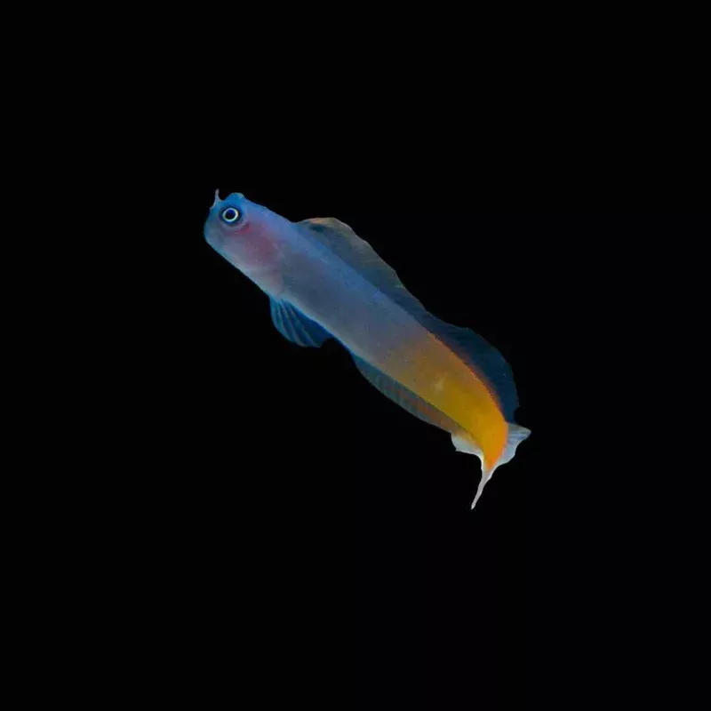 (3 Pack) Bicolor Blenny (Ecsenius Bicolor) – SAQ Chicago Fish