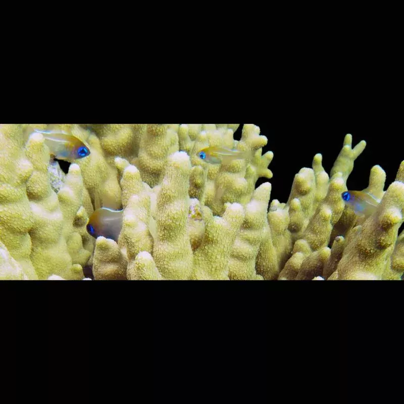 (3 Pack) Blue Eyed Cardinalfish (Zoramia Leptacantha) – SAQ Chicago Fish