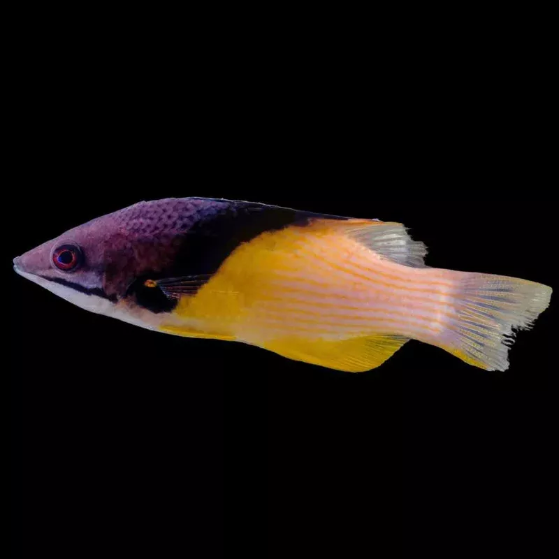 (3 Pack ) Coral Hogfish (Bodianus mesothorax) – SAQ Chicago Fish