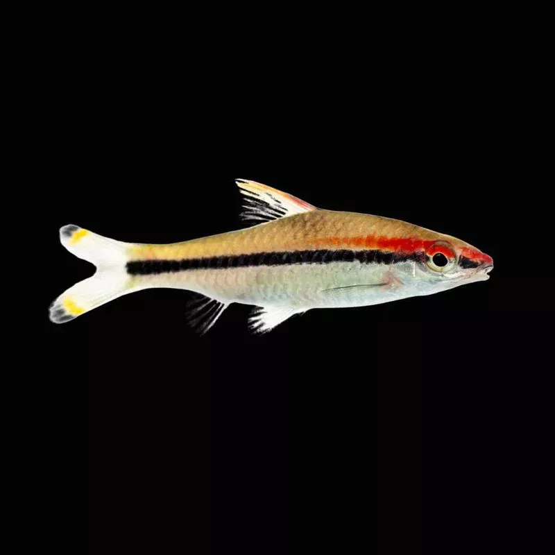 (3 Pack)Denison Barb (Freshwater) Fish – SAQ Chicago Fish