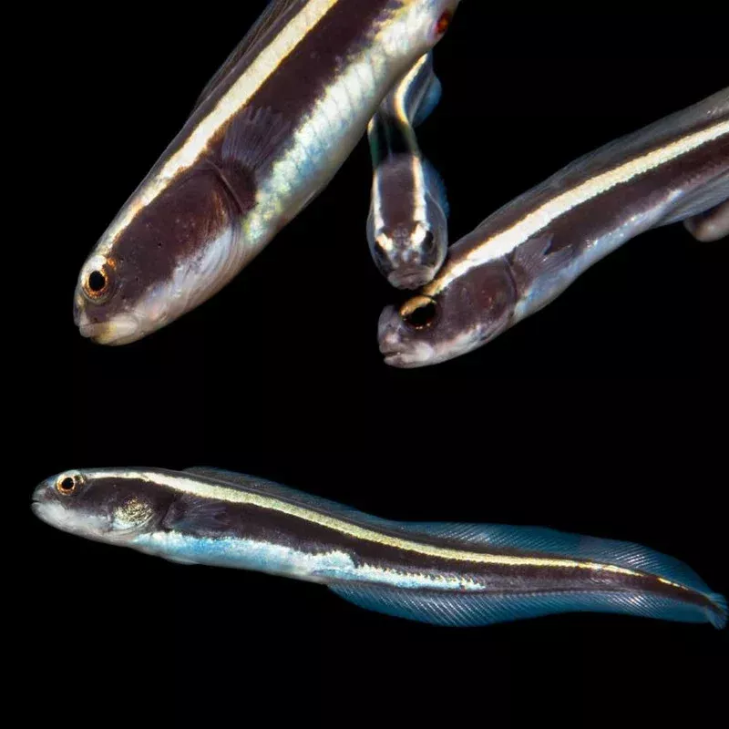 (3 PACK) Engineering Goby (Pholidichthys leucotaenia) – SAQ Chicago Fish