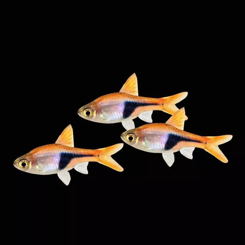 (3 Pack) Harlequin Rasbora (Freshwater) Fish – SAQ Chicago Fish