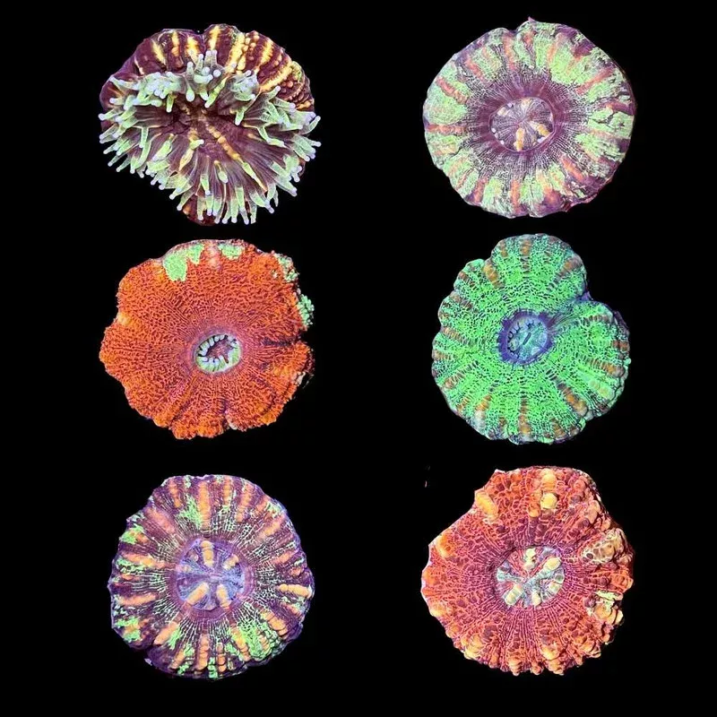 (3 PACK) Mystery Button Scoly (3/4 – 1) – SAQ Coral Farm