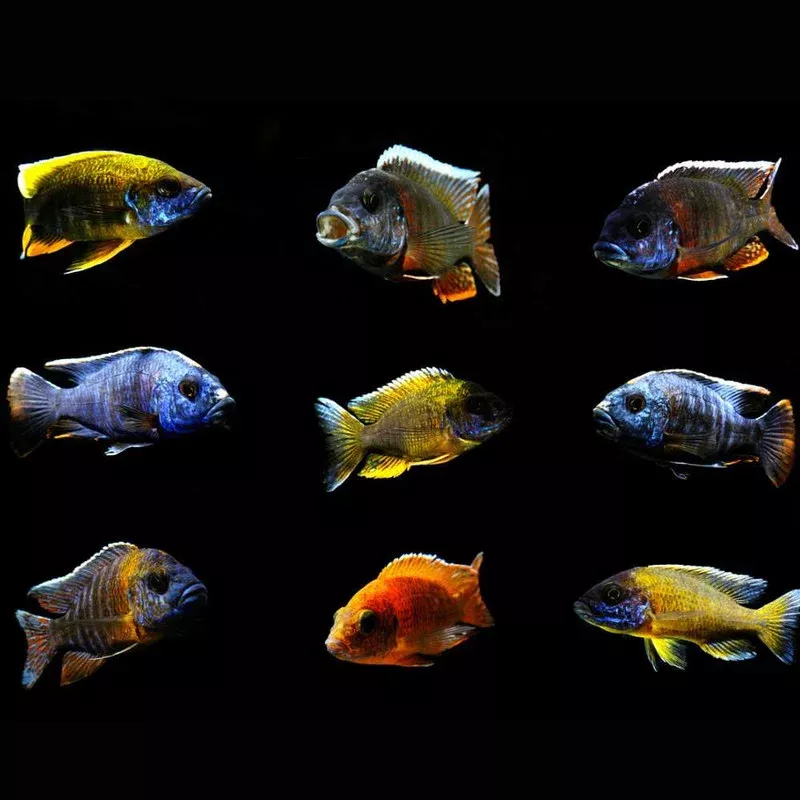 (3 PACK) Mystery Peacock Cichlid (Freshwater) Fish – SAQ Chicago Fish