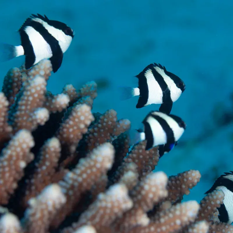 (3 PACK) Three Stripe Damsel (Dascyllus aruanus) – SAQ Chicago Fish