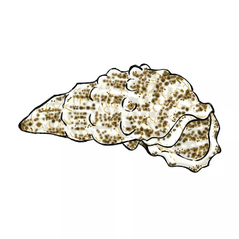 (5) Pack Cerith Snail (Cerithium SP) – Cleanup Crew