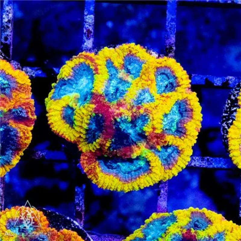 ACI Yellow SubmarineDipsastraea (3/4 – 1)– SAQ Coral Farm