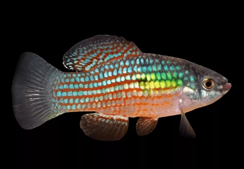 American Flag Fish – Jordanella Floridae