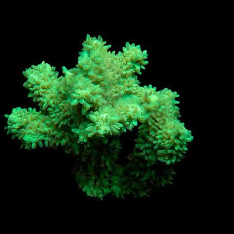 Aquacultured Green Hydnophora Coral (Hydnophora sp.) – ORA