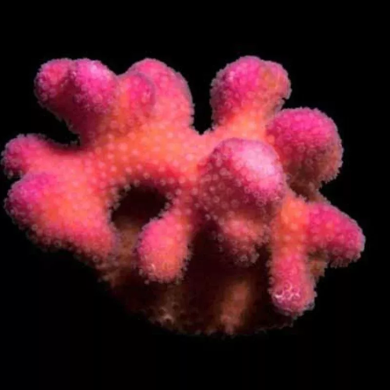 Aquacultured Pink Stylophora Coral (Stylophora sp.) – ORA