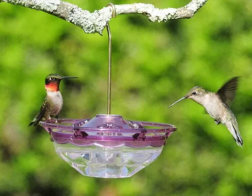 Aspects HummBlossom 4oz Plum Hummingbird Feeder