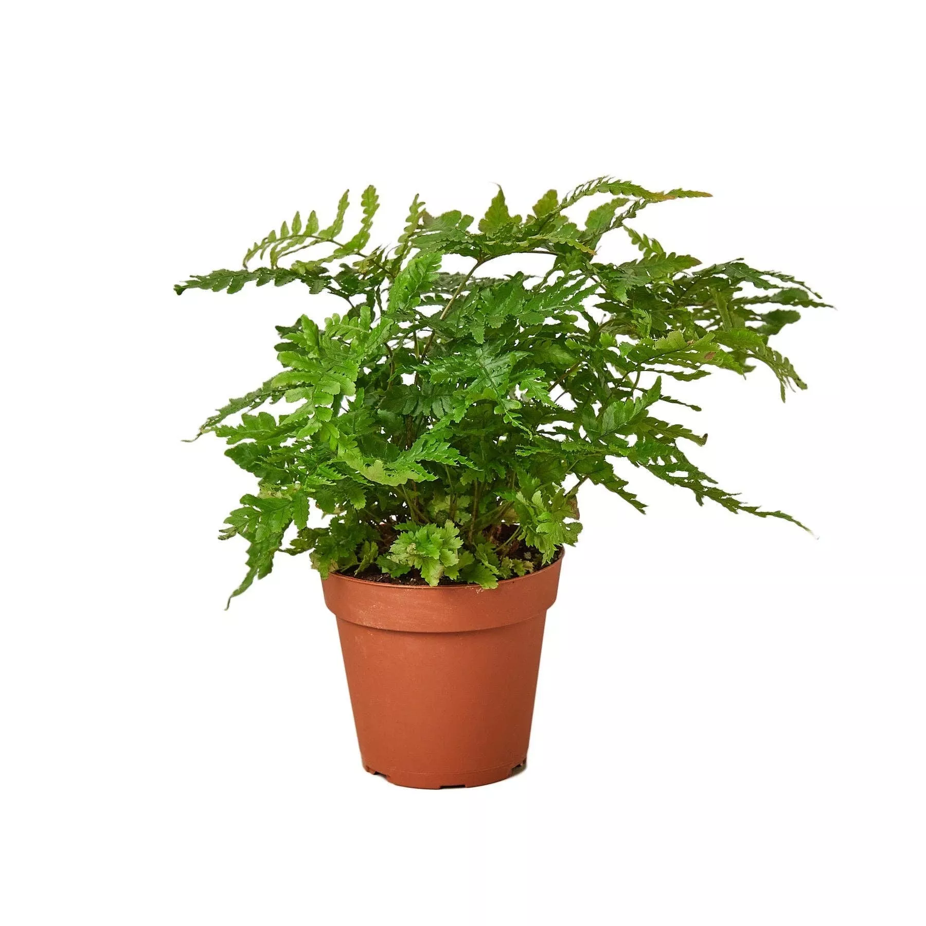 ‘Autumn’ Fern Live Plant