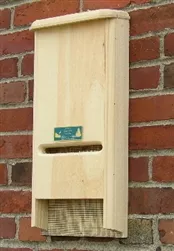 “Bat”chelor Pad