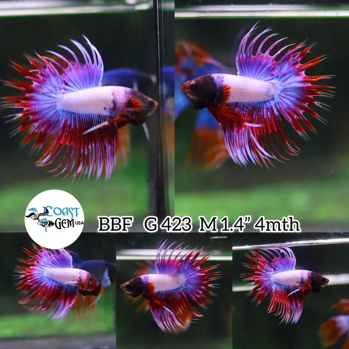 (BBF-A423) Lavender Fancy Crown Tail Male Betta