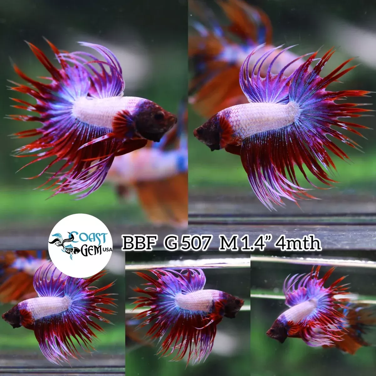 (BBF-A507) Lavender Fancy Crown Tail Male Betta