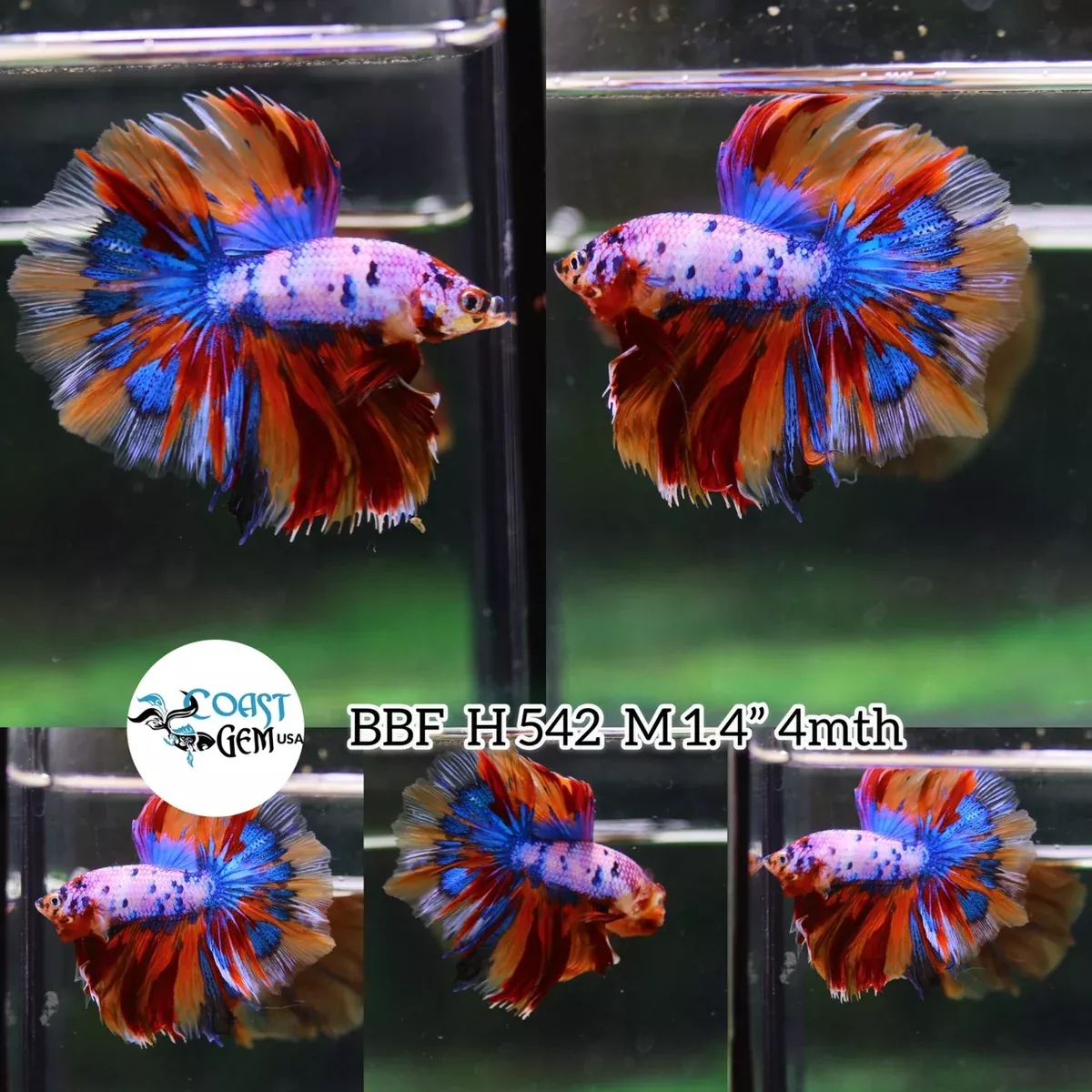 (BBF-A542)9/10 Nemo Pink Candy Halfmoon Male Betta