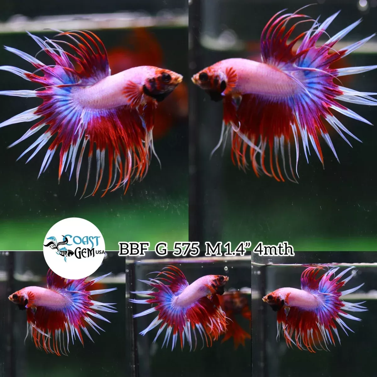 (BBF-A575) Pink Dragon Fancy Crown Tail Male Betta