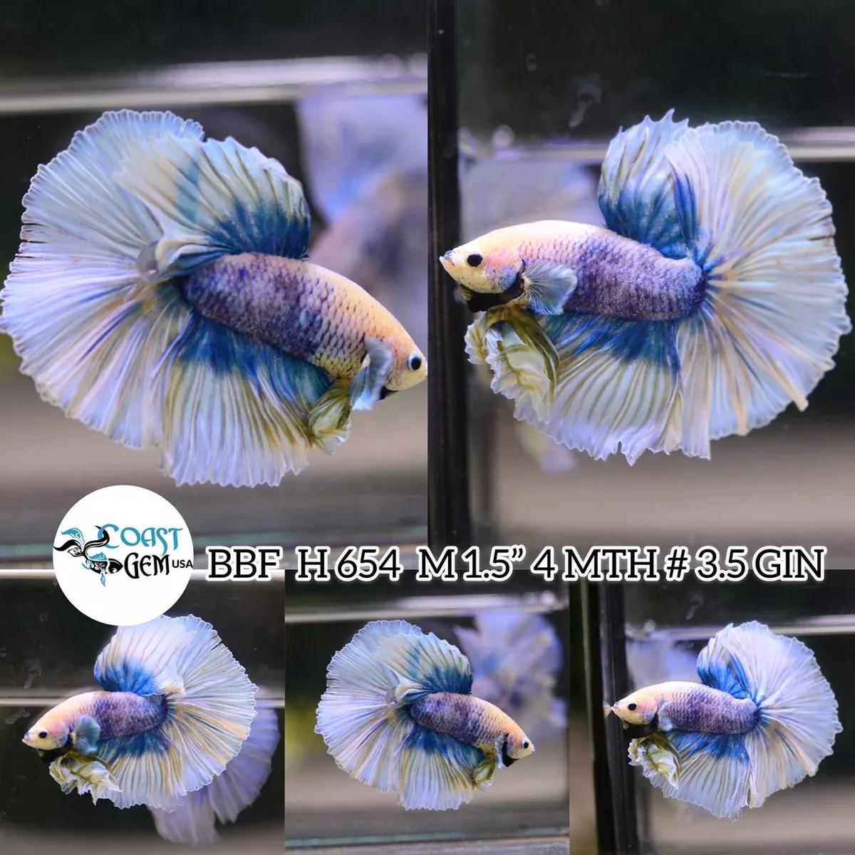 (BBF-A654) Blue Grizzle Fancy Halfmoon Male Betta