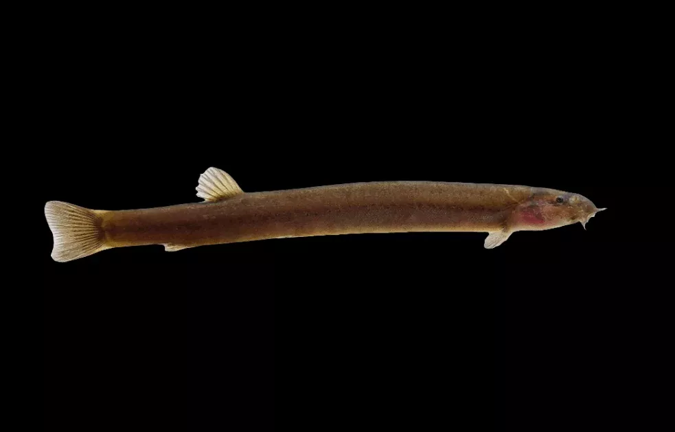 Black Kuhli Loach (Java Loach) – Pangio Oblonga