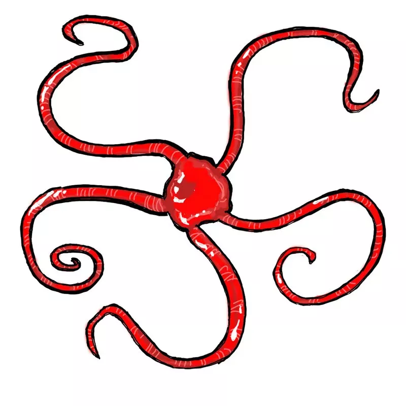 Bright Red Serpent Starfish – Cleanup Crew