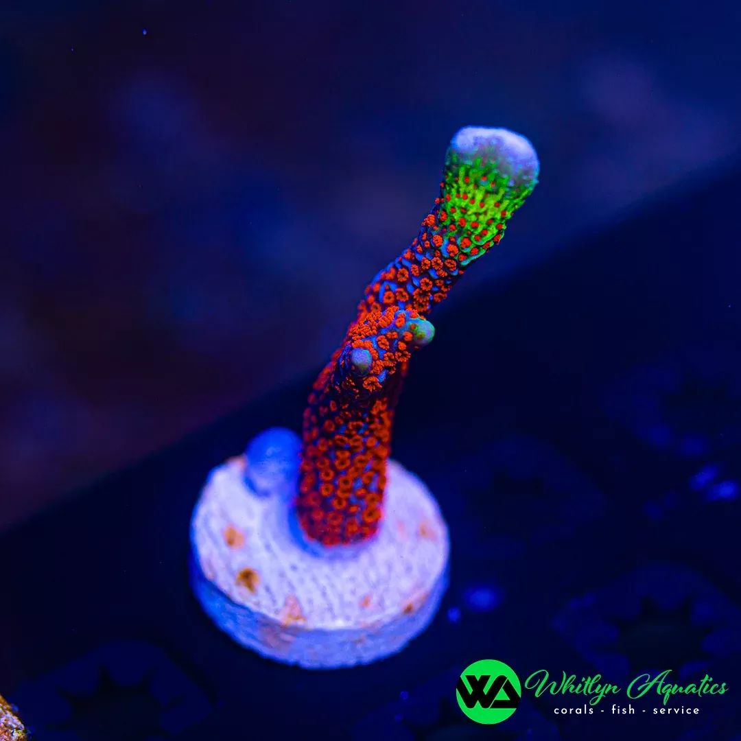 “Bubble Gum” Montipora Digitata