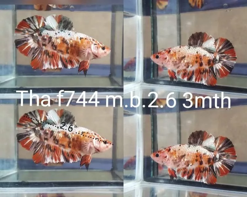 C091(THA-744) Nemo Copper Galaxy Giant Male Betta