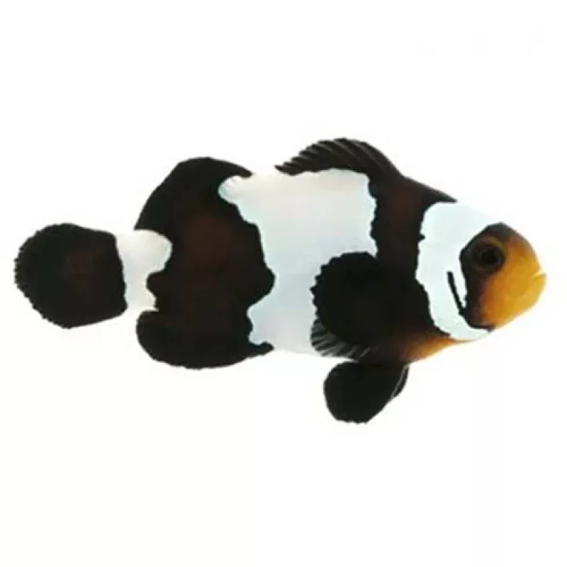 Captive-Bred Black Snowflake Large (Amphiprion ocellaris) – ORA
