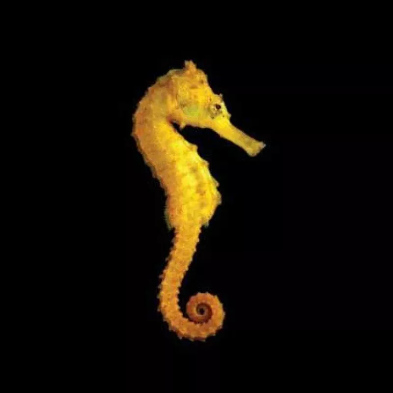 Captive-Bred Brazilian Longsnout Reidi Seahorse – Male – ORA