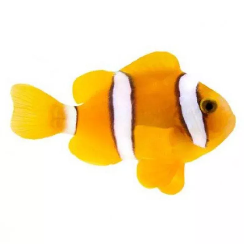 Captive-Bred Clarkii Large (Amphiprion clarkii) – ORA