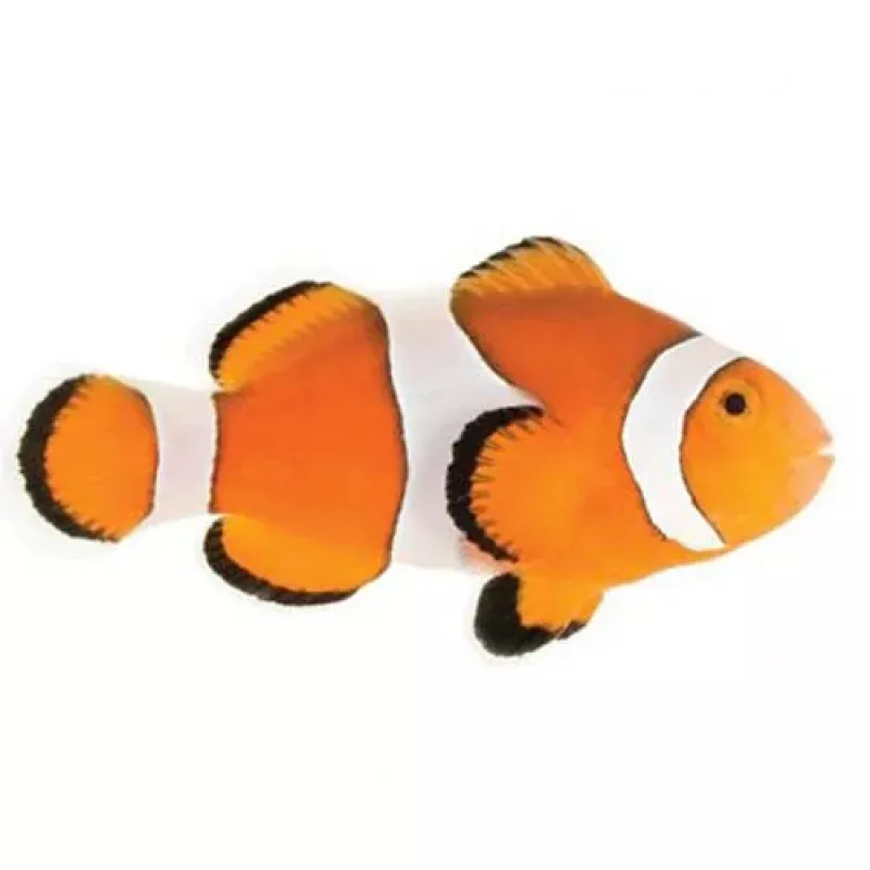 Captive-Bred Misbar Ocellaris Medium (Amphiprion ocellaris) – ORA