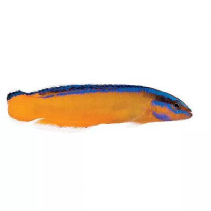 Captive-Bred Neon Dottyback (Pseudochromis aldabraensis) – ORA