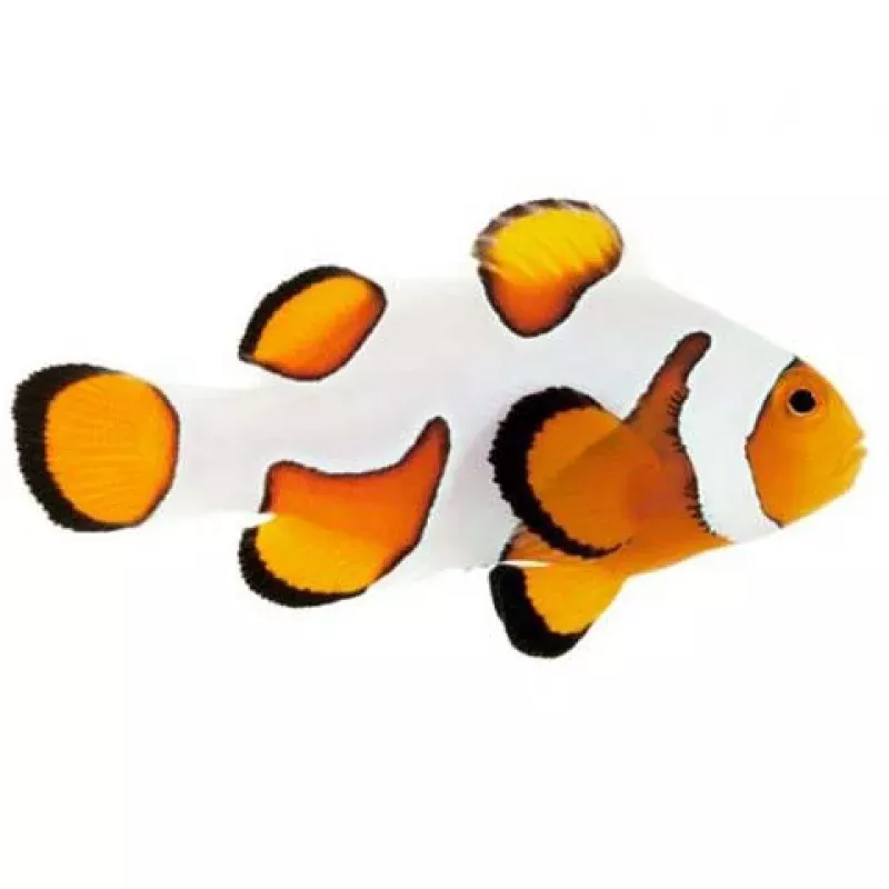 Captive-Bred Premium Gladiator Large (Amphiprion ocellaris) – ORA