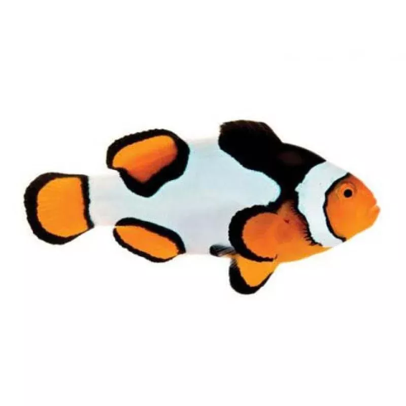 Captive-Bred Premium Picasso (Amphiprion percula) PAIR – ORA