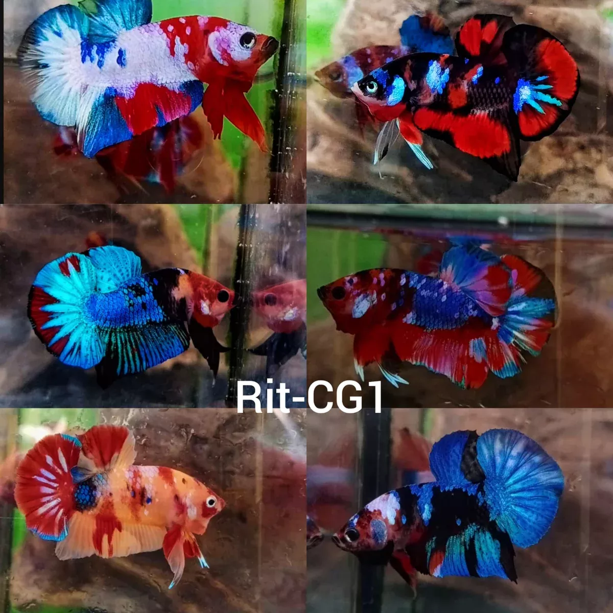 (CBR-01) Mixed Plakat Male Betta Koi, Nemo Solid Colors Base