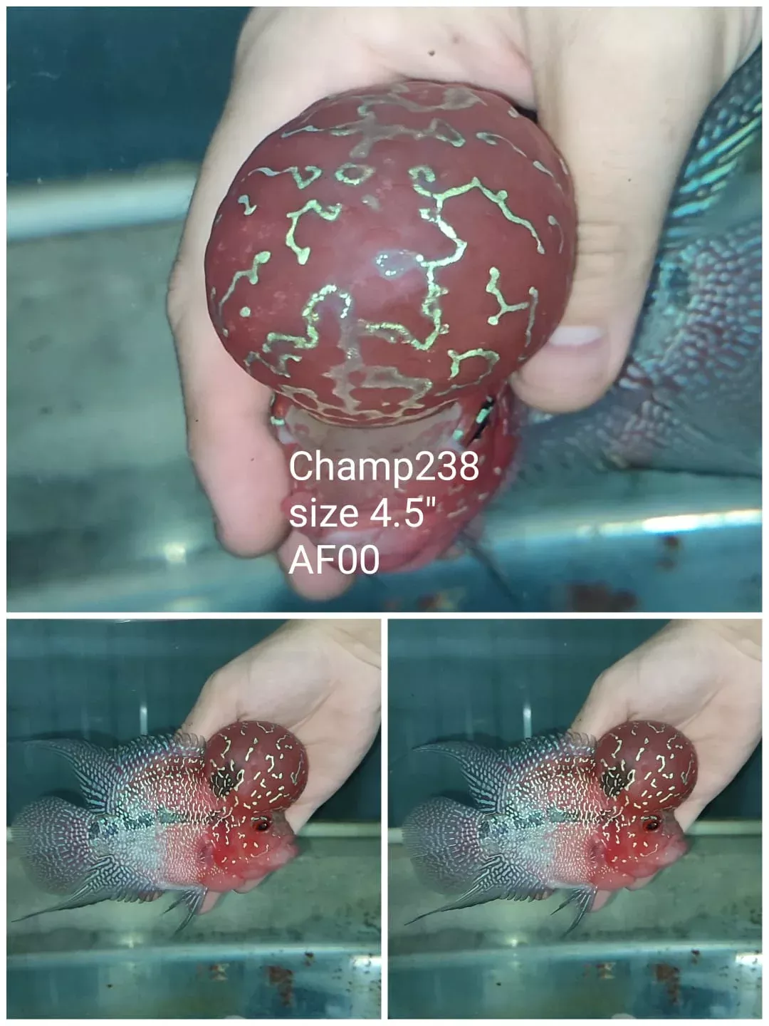 (CHAMP-238) Super Red Dragon Flowerhorn 4.5 inch