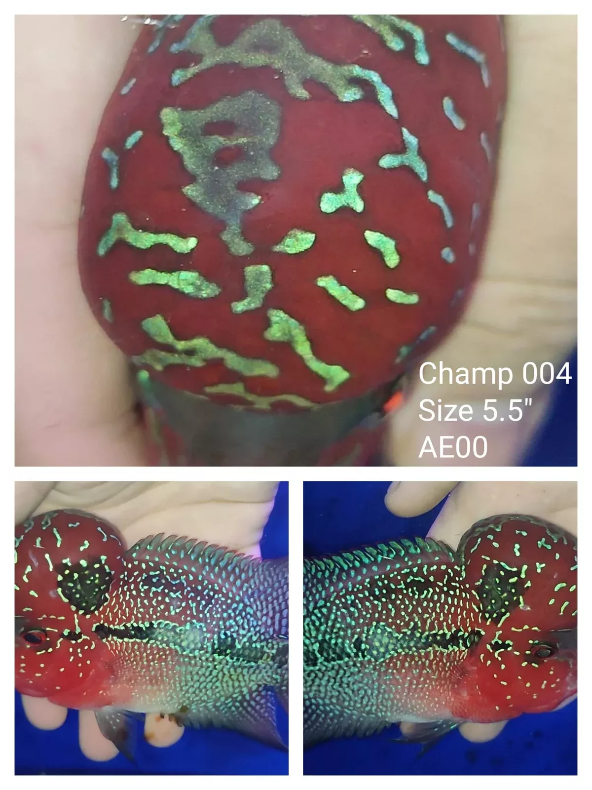 (CHAMP-4) Super Red Dragon Flowerhorn 5.50 inch