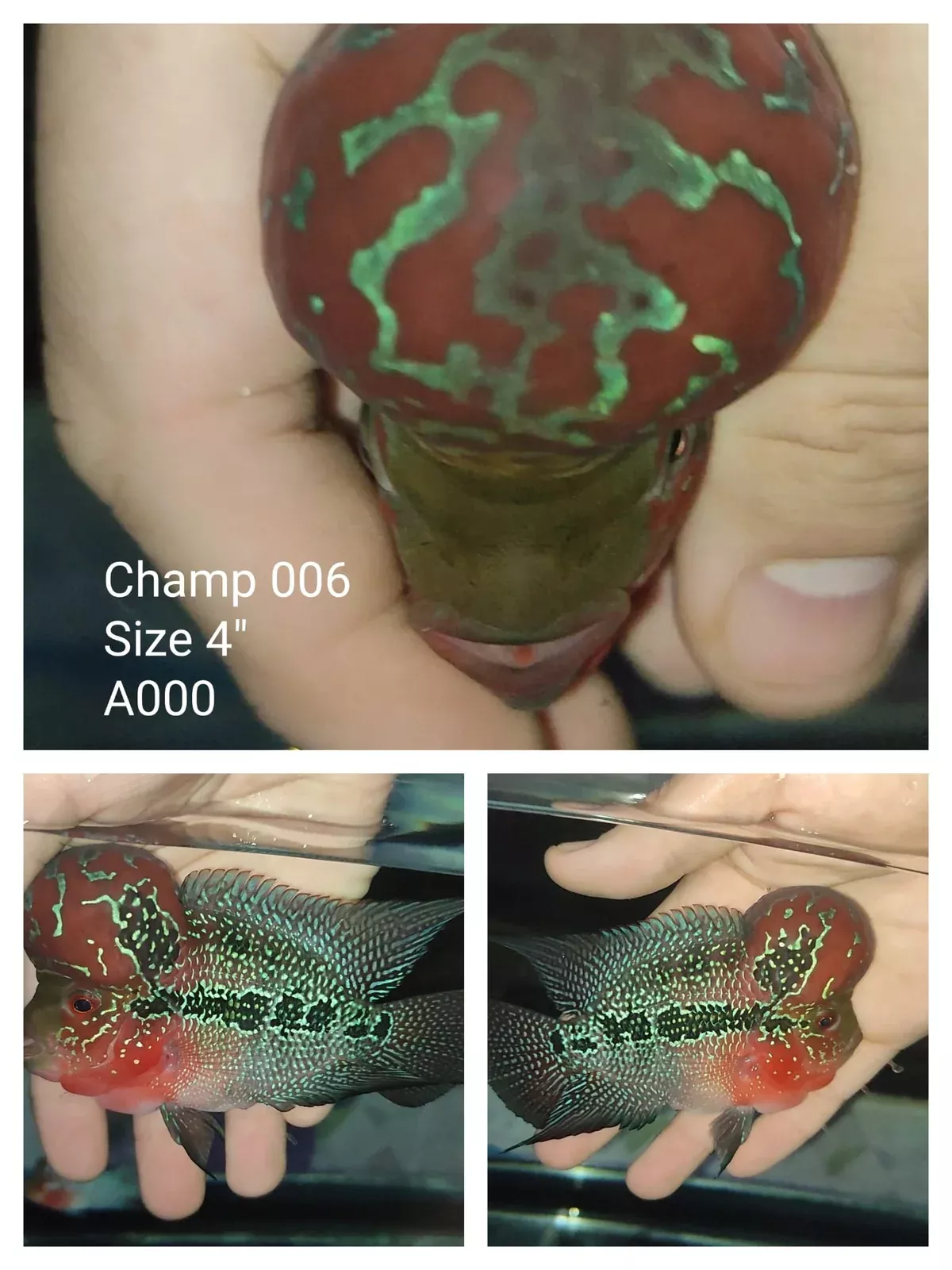 (CHAMP-6) Super Red Dragon Flowerhorn 4.00 inch