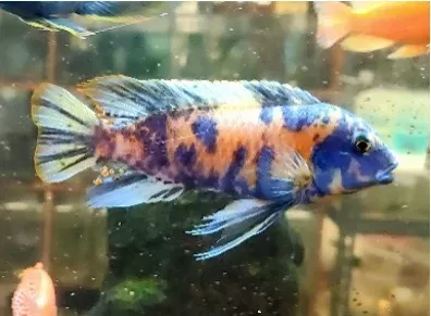 (CHD-054) OB Mbuna Cichlid (METRIACLIMA GRESHAKEI OB)