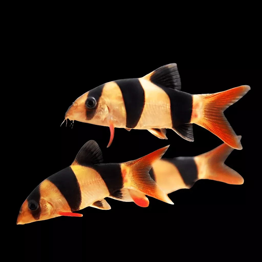 Clown Loach – Chromobotia Macracanthus