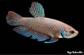 (CWB-14-GeF) Smaragdina Female Wild Betta