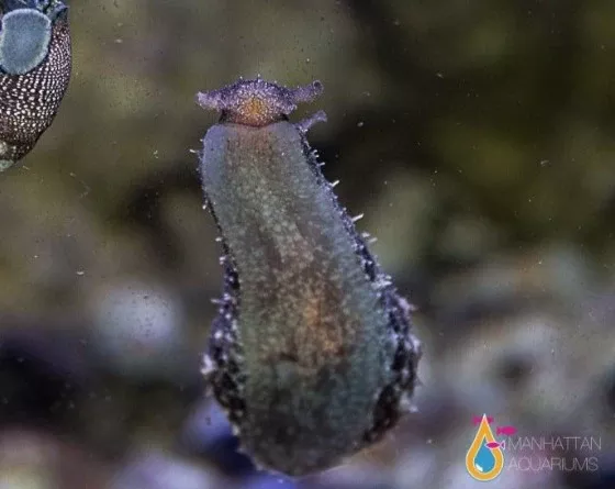 Destroy Algae Invert Pack
