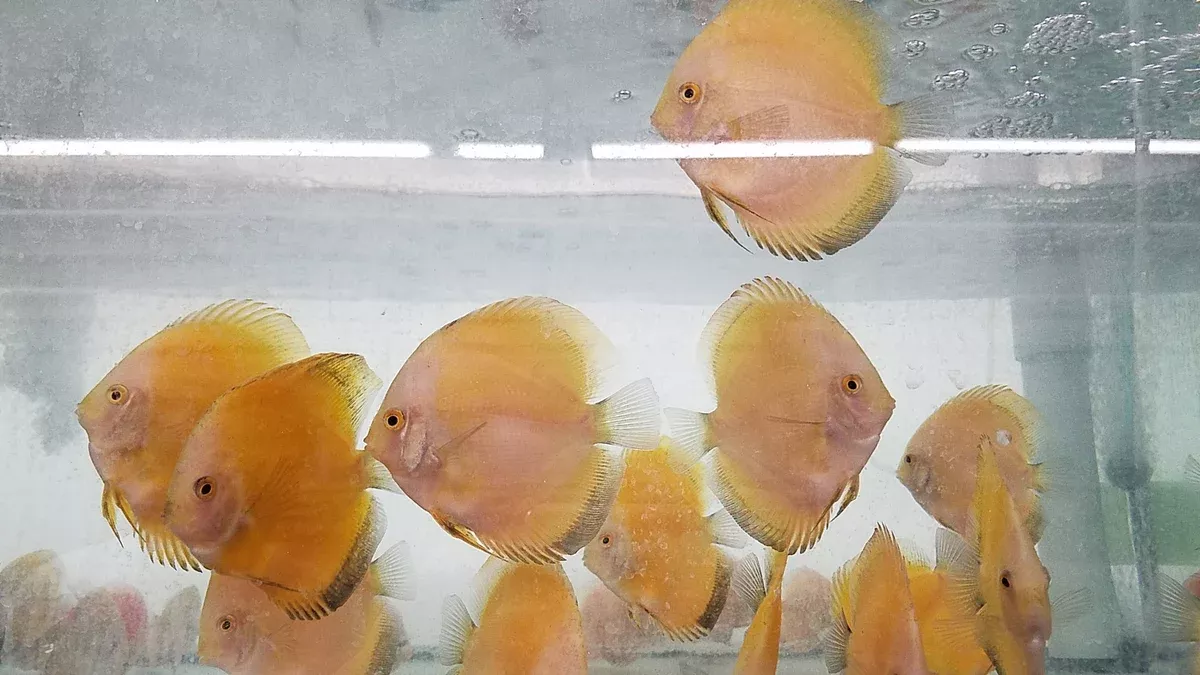 (DISCUS-35)Yellow Melon Discus 4.00-4.50 inch